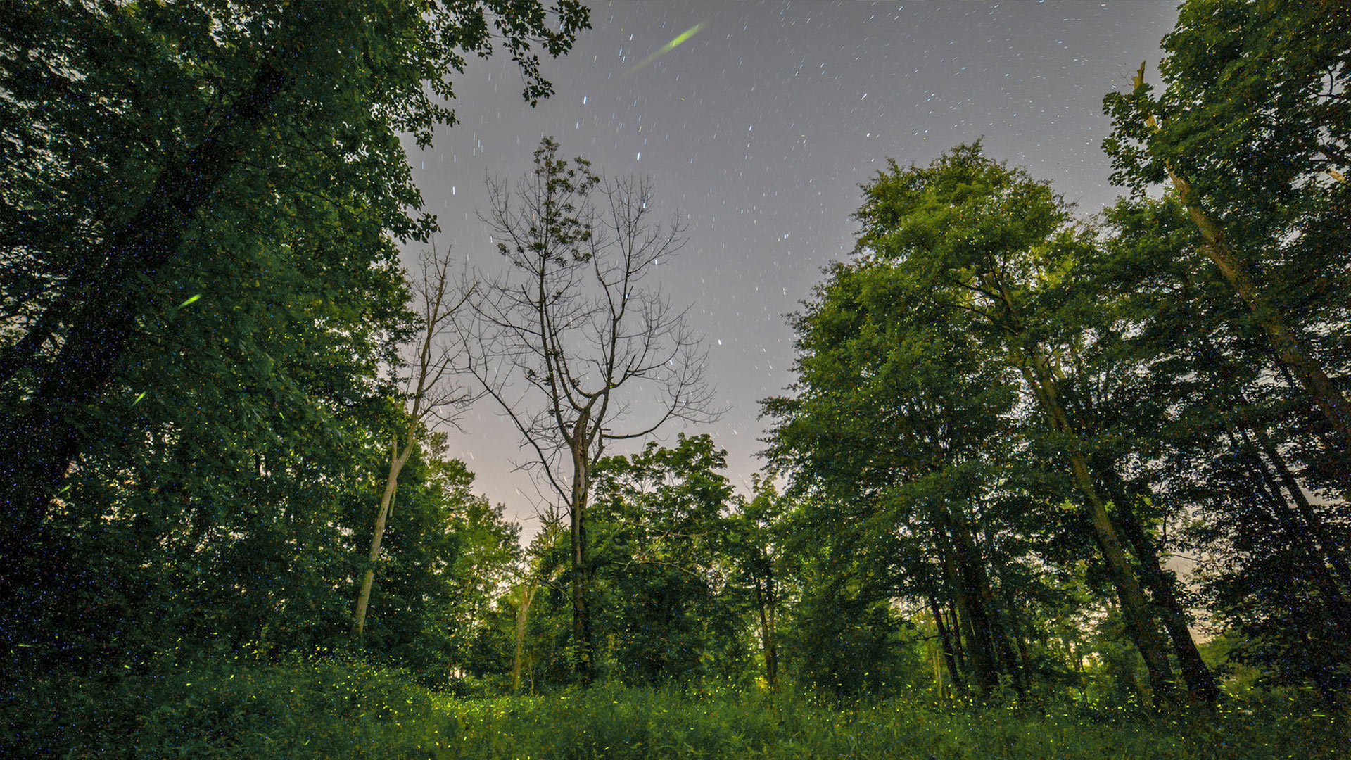 New Canaan Land Trust - Firefly Sanctuary